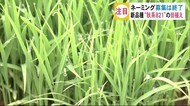 名称募集に21万件超の応募 注目の新品種米「秋系821」試験栽培の田植え 秋田