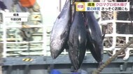 今年もシーズン到来!境港にクロマグロ初水揚げ 手頃な価格で人気