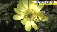 フクジュソウはすでに満開　野草園で見つけた一足早い“春”　開園30周年の企画も【山形発】