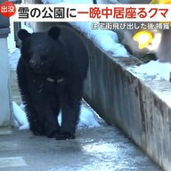 「クマ動いた！注意して！」市街地に体長約1mの“成獣”が出没…市街地を闊歩し猟友会など約130人がかりで捕獲　山形・新庄市