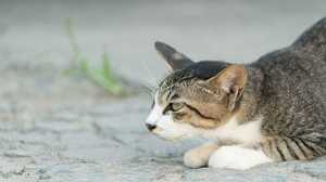 猫はナチュラル・ボーン・キラーか…NZで愛猫家注目不可避の動き