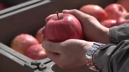 「春待ちりんご」雪の中でみずみずしく甘み増す　ふるさと納税の返礼品として全国へ　秋田・横手市