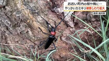 特定外来生物「クビアカツヤカミキリ」被害がおおい町で拡大　サクラやウメなど新たに27本　福井県内の他市町の被害は認められず