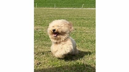 フォルムチェンジ!?全力疾走で“雪だるま”になった犬がかわいい…普段はどんな“もふもふ具合”なのか飼い主に聞いた