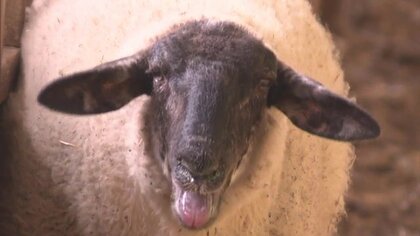 毛量多いヒツジたち　羊毛の処分に困った牧場が見つけた活路　100%国産のウールスーツが完成【福島発】