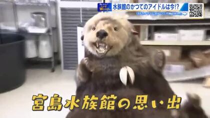 宮島水族館　大人気のアシカショー！かつてのアイドル・ラッコ…長～い歴史にずきゅん。【棚さんぽ】