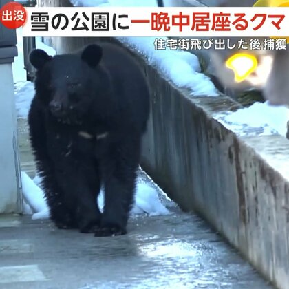 「クマ動いた！注意して！」市街地に体長約1mの“成獣”が出没…市街地を闊歩し猟友会など約130人がかりで捕獲　山形・新庄市