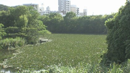 全部抜く作戦で駆除後…負担かかるスイレンの処理で企業が名乗り「高付加価値生み出せる」意外な活用方法とは