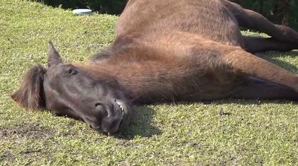 「寝ている馬に一度会いたかった」スヤスヤ眠る野生馬と、人懐っこい「春駒」が観光客の癒しのスポットに 宮崎県串間市・都井岬