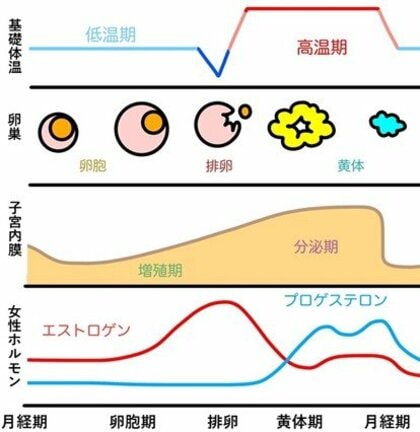 月経ステージによって睡眠リズムが変化することが明らかに ~スマートウォッチで妊活が可能に!~