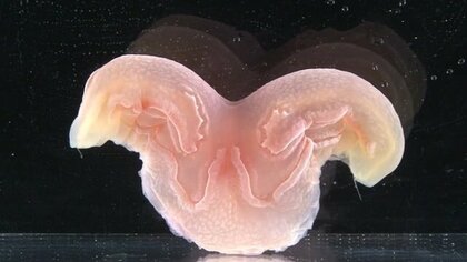 ピンク色の“ウサギ”!? 深海の「コトクラゲ」　四国で初の採取…生態の解明に期待【高知発】