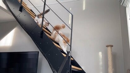 「ポポーポポポポ」“呼び込み音”が鳴るとご飯に駆け寄る猫4匹の勢いがすごい…始めたきっかけを飼い主に聞いた