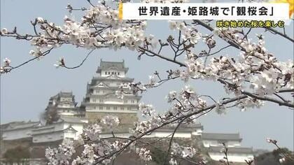 世界遺産・姫路城で「観桜会」　花見客は「お城の白と桜が映えてきれい」　咲き始めた花を楽しむ