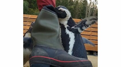 「ペンギンだけは怒らせるな」バシバシ叩いて攻撃する様子がかわいい…羨ましいと思っちゃダメ？怒っていた理由を聞いた