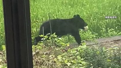 【映像】「駆除しないと来年作れない」スイカをくわえたクマ…FNNのカメラが撮影 学校にクマ侵入も 各地で被害・出没相次ぐ 猛暑が影響か
