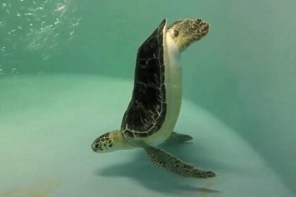 3Dプリントが救った海ガメ「シャーロット」の命