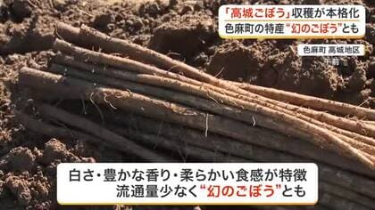色麻町特産の「幻のごぼう」高城ごぼうの収穫が本格化　白さと豊かな香りが特徴　２５日に販売会〈宮城〉