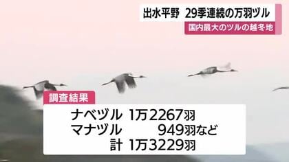 ２９シーズン連続の万羽ヅル計測　鹿児島・出水平野