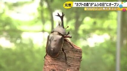 カブトムシと触れあえる「カブトの森」が白山市でオープン 6月4日ムシの日に1カ月前倒し