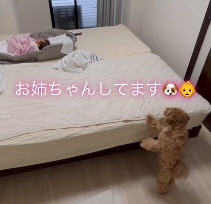 赤ちゃんが泣くと真っ先に駆け寄るワンちゃんが優しい…一緒に暮らして2カ月“新米お姉ちゃん犬”の日常を聞いた