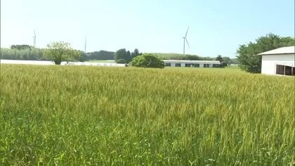 鳥取発の新品種「大山こむぎ」普及へ　雨の多い山陰でも栽培しやすく品種改良　安定生産と増産に期待