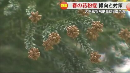 昨夏の猛暑が飛散促す？スギ花粉飛散量予測が「非常に多い」２５年春の花粉症の傾向と対策は【岡山・香川】