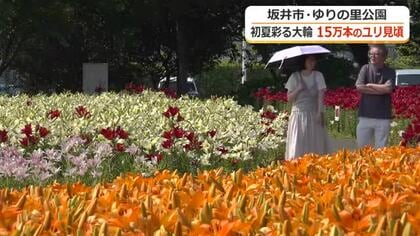 色とりどり15万本のユリ咲き誇る　坂井市「ゆりの里公園」で見頃　6月30日までフェスタ開催　福井
