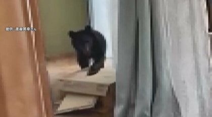 家の中にクマが侵入…全国で目撃相次ぐ　「子グマの近くには必ず親グマ」7月まで繁殖シーズン