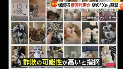 独自】「子猫を無償譲渡」偽りエサ代と保険料3万円請求するX氏直撃