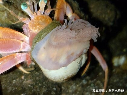 ヤドカリの巻貝を“増築”してくれる！？新種のイソギンチャクが「世界の