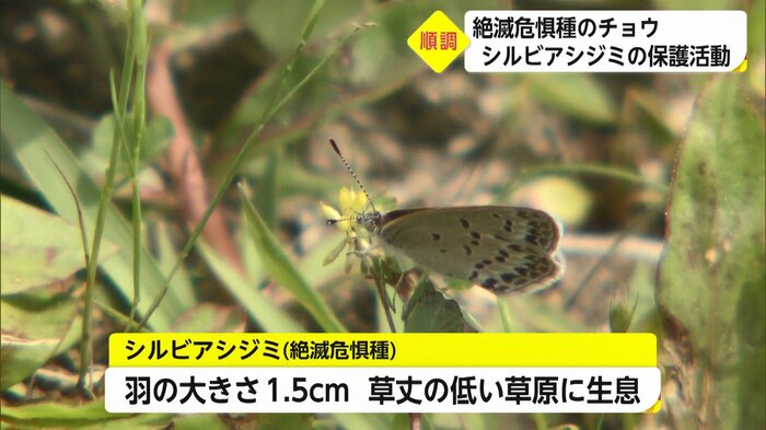 国の絶滅危惧種に指定されている「シルビアシジミ」