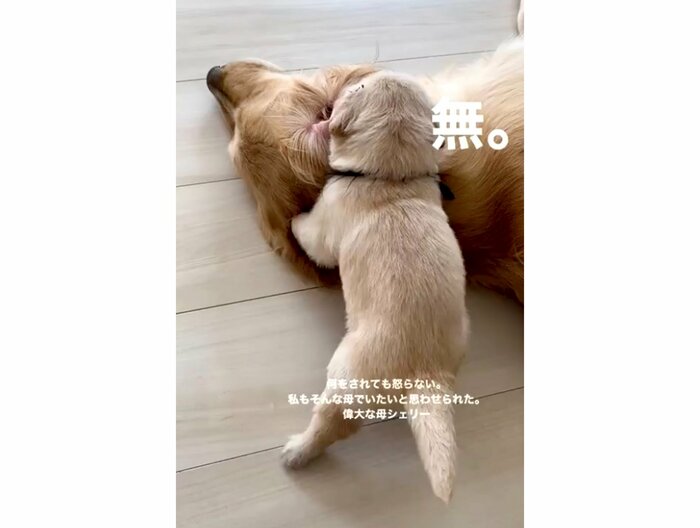 母犬シェリーちゃんの耳元でモゾモゾしている黒ちゃん(提供:NAOMIさん)