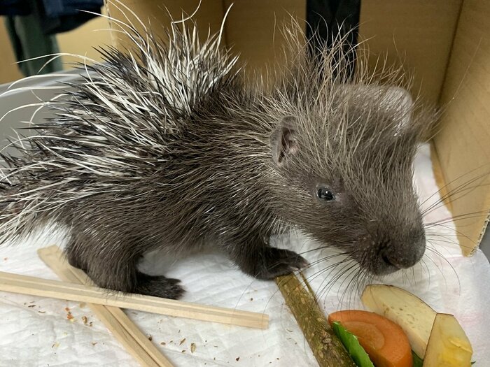 カグヤちゃん
