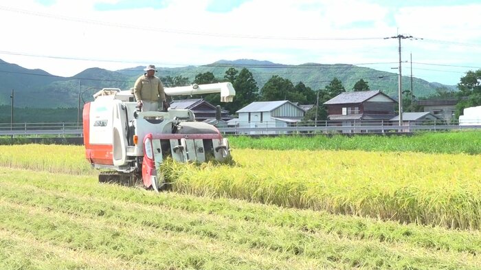 急きょ早期米を刈り取った農家も
