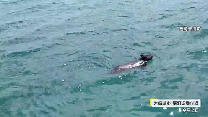 犬かきのような泳ぎ方で海を進むクマ(視聴者撮影)