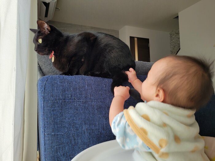 息子くんが尻尾をつかんでいる(提供:仔猫を拾ったので)