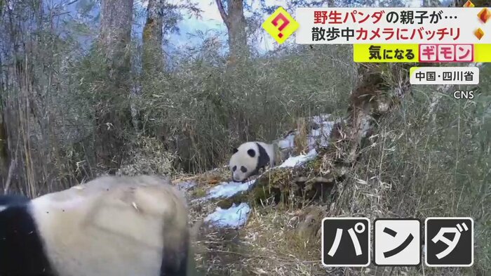 大きいパンダの後ろから小さいパンダが…