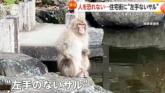 (視聴者撮影)