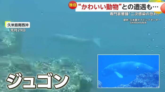 人間のすぐ近くに現われたジュゴン(映像提供:久米島ダイビングセンター SHIRAHAMA)