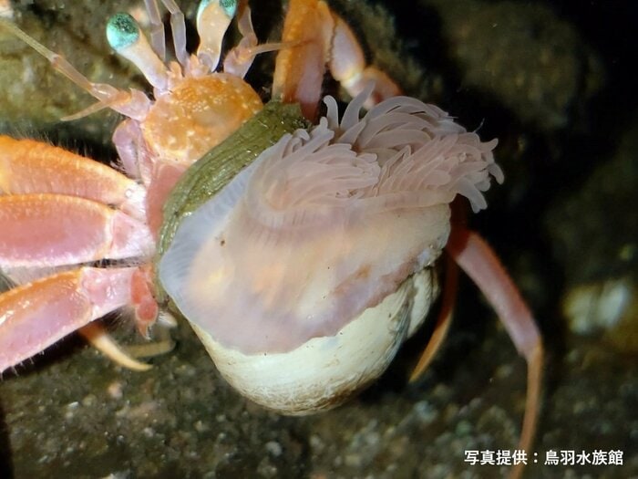 ヤドカリの脚の付け根に近いところ、茶色がかった部分の殻が「擬貝」