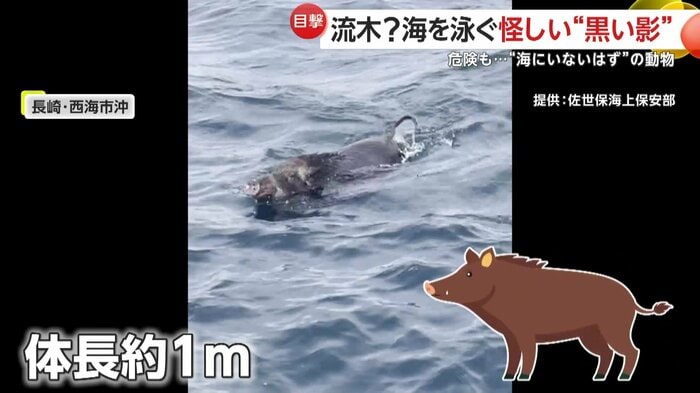 沖合を泳いでいたイノシシ