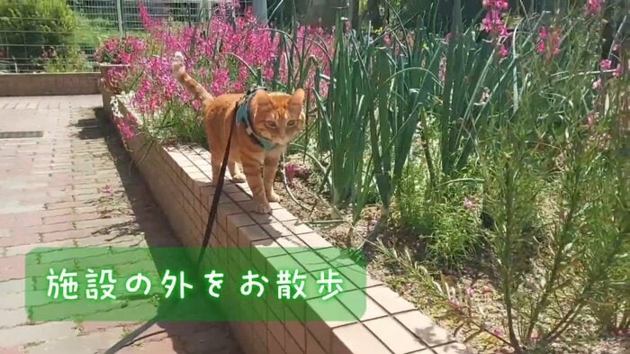 リードをつけて散歩ができるむー隊長