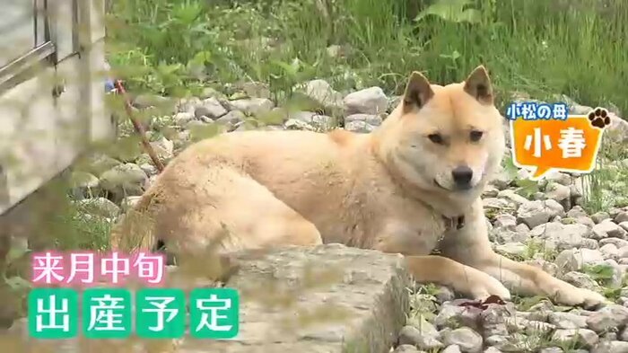 7月中旬に3回目の出産