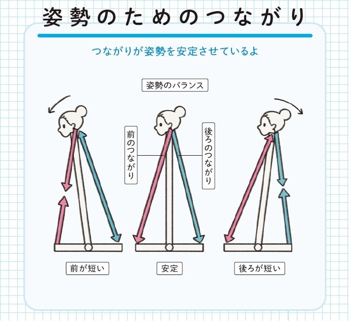 『筋肉のつながり図鑑』より
