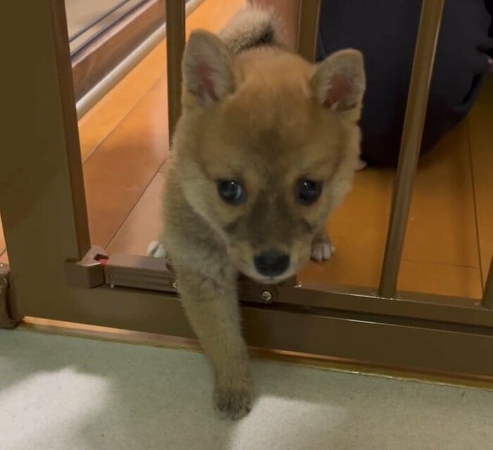 ゲートもすり抜けてしまうくらいの小ささ