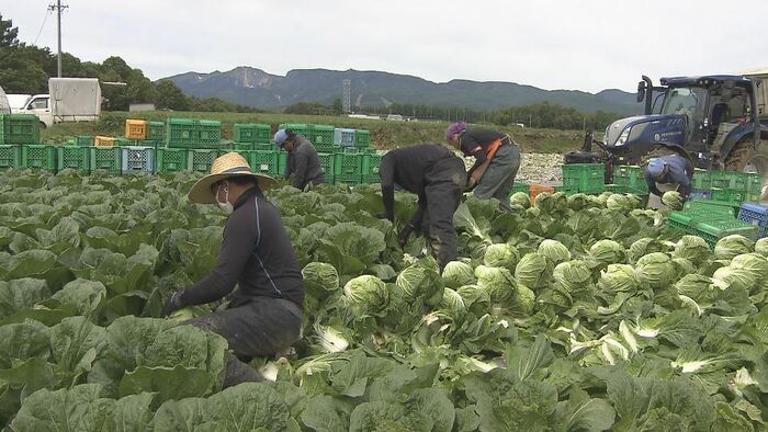 小海町の「夏白菜」