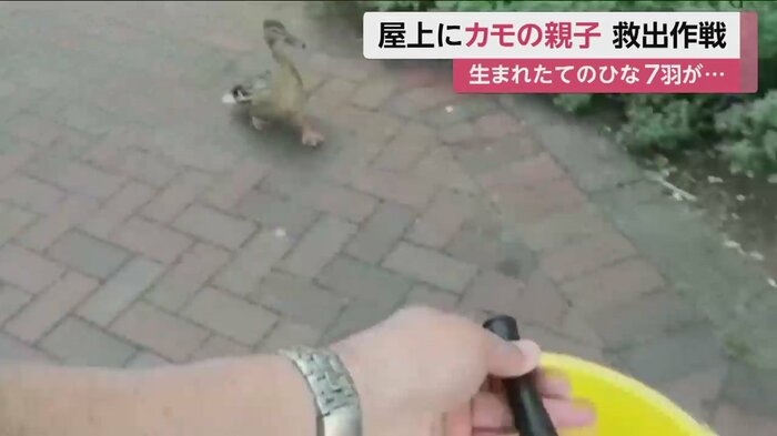 こっちだよ、と声をかけながら、ひなたちが入ったバケツを見せて親ガモを誘導