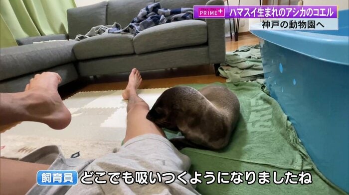 飼育員の足に吸い付くコエル