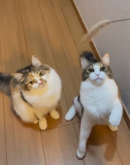 ねこじゃらしで遊ぶチャチャちゃん(左)とラムちゃん(右)