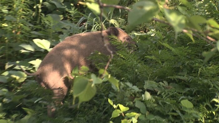 イノシシ疾走 警察が出動 福岡市中心部で